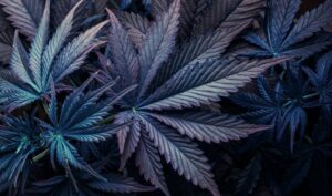 cannabis-flower